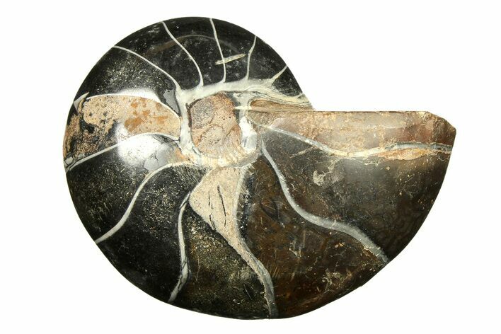 Polished Fossil Nautilus (Cymatoceras) - Unusual Black Color! #297173